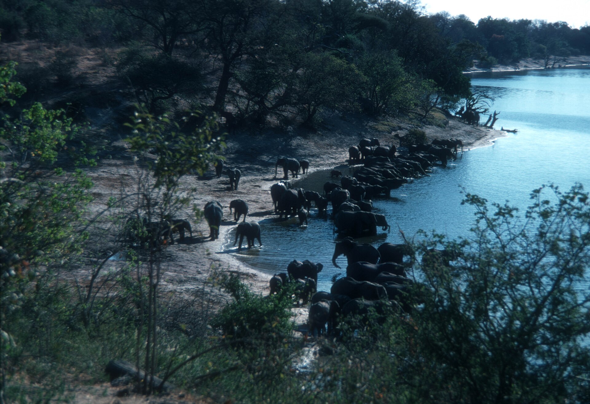 Elephant herd drinking at the Chobe River, Botswana