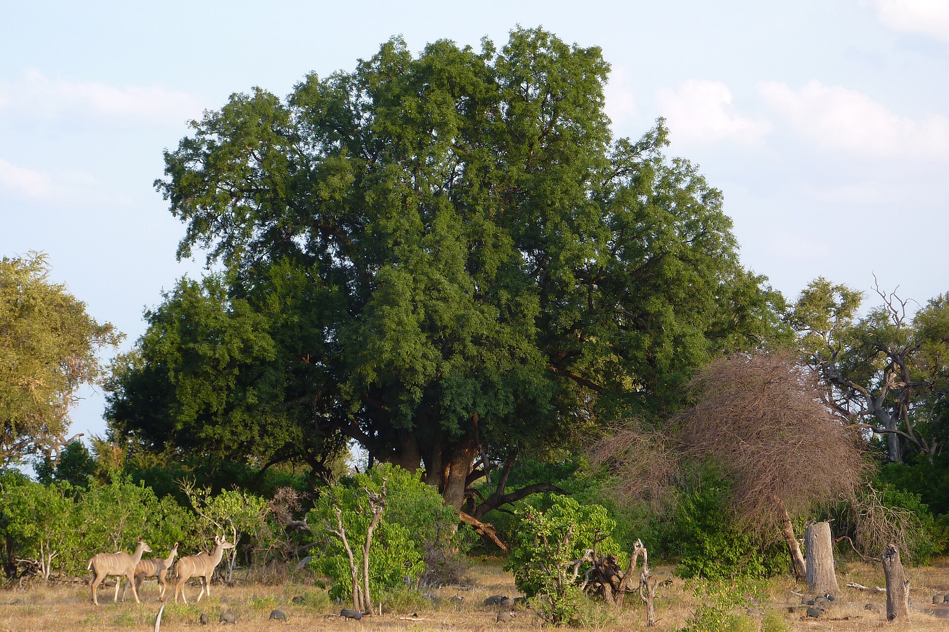 Tuli Block, Botswana